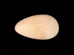 Half Hen Egg -( Split ) - 2 1/2" High